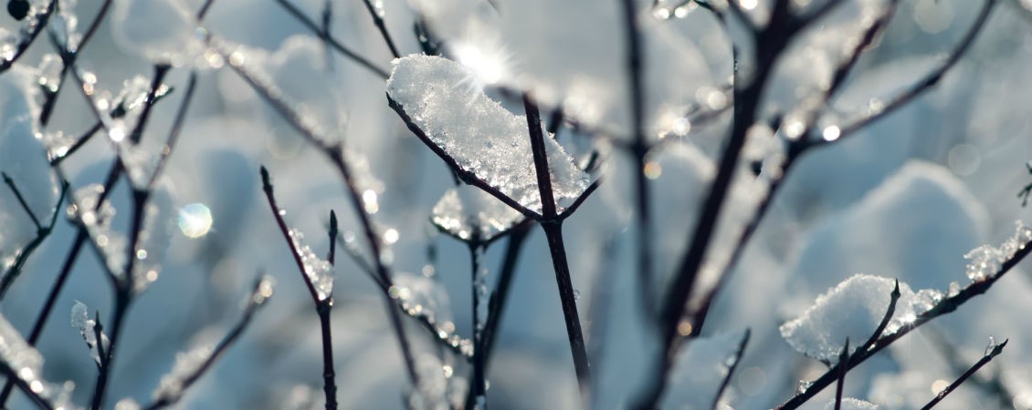 tree branches covered in ice and snow