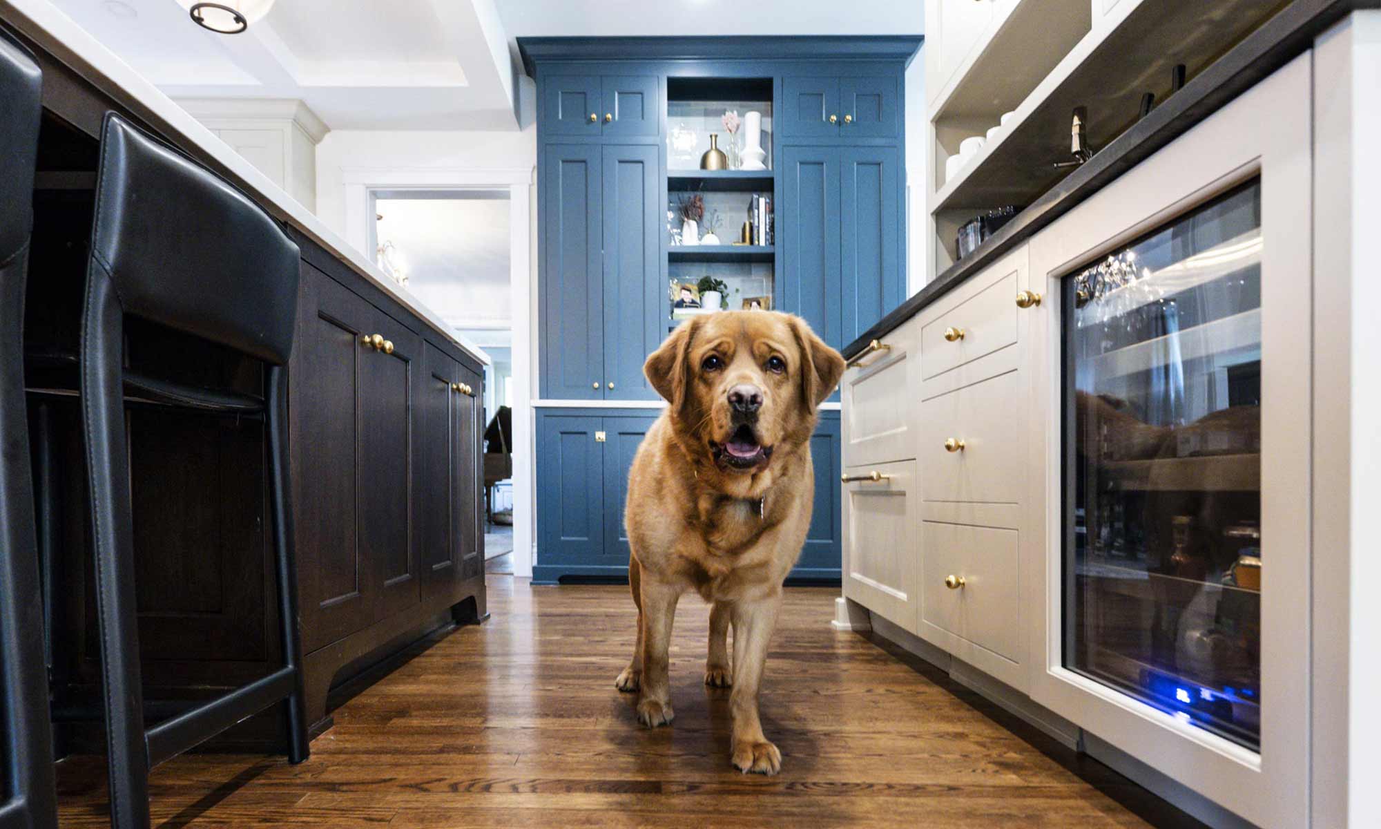 dog wandering through a custom kitchen remodel