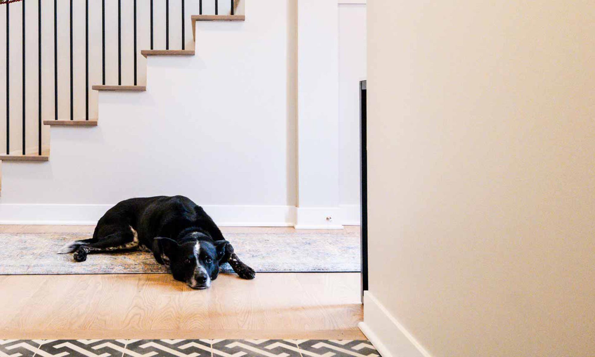 view of dog lying on floor in front of modern stairway in luxury second floor addition