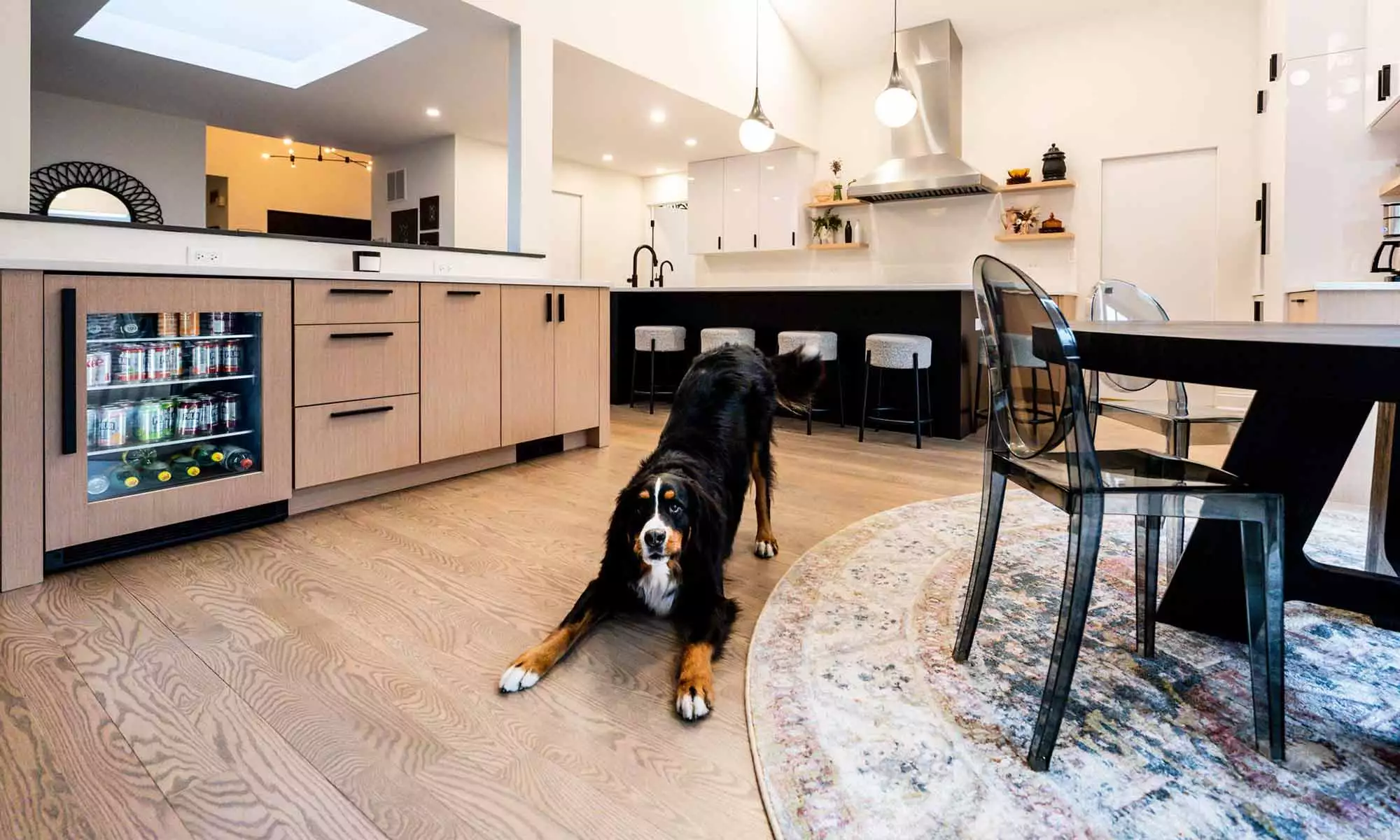 Bernese mountain dog stretching in new kitchen remodel in Indian Head Park