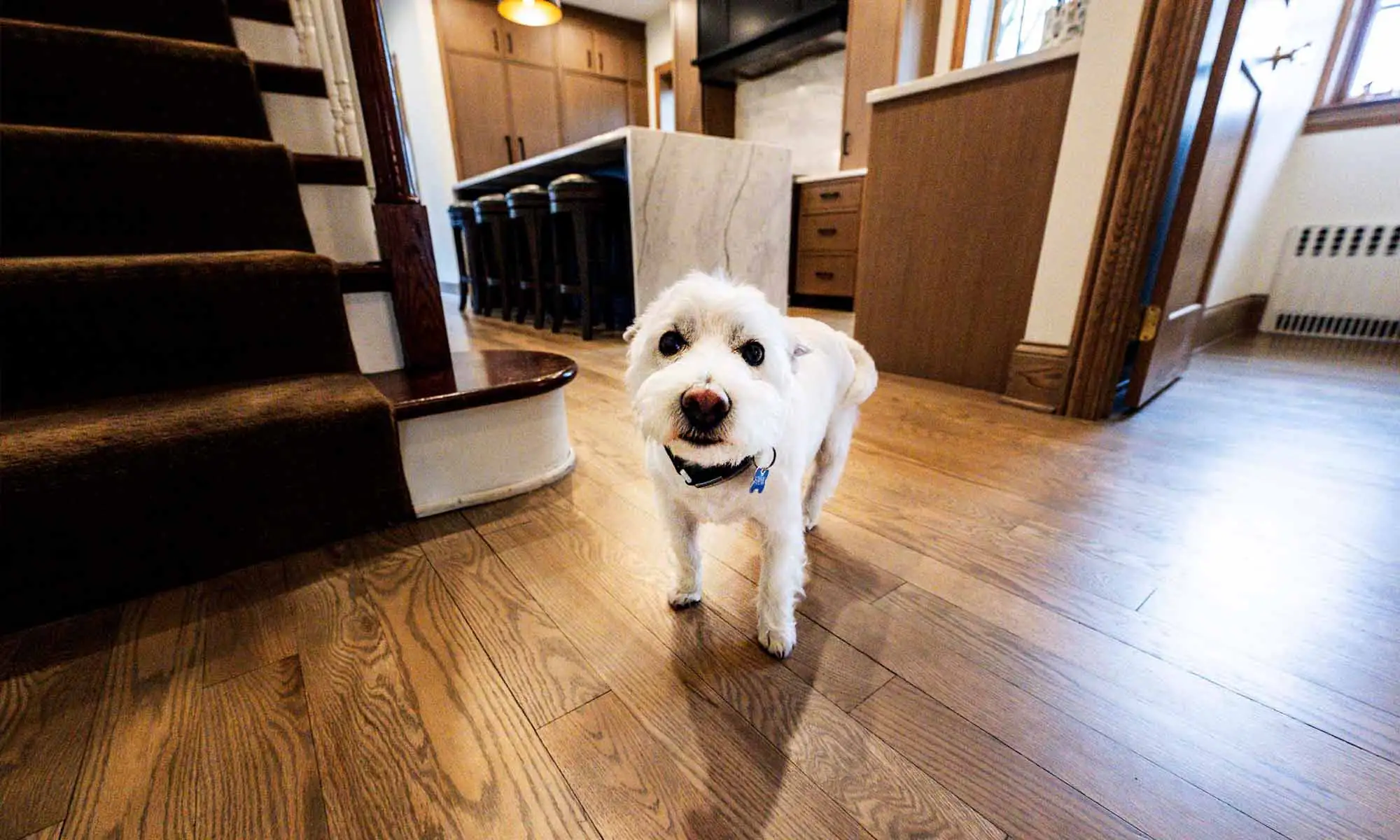 small dog in luxury kitchen remodel